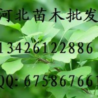 供應(yīng)銀杏 大量低價(jià)出售銀杏