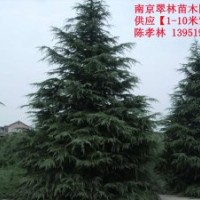 特供【雪松】【廣玉蘭】【蜀檜】【樸樹】【大葉女貞】