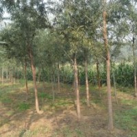 榆樹 3米高榆樹苗 3-15公分榆樹