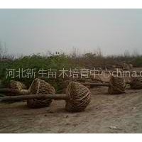 華北國(guó)槐種植培育基地 新生國(guó)槐基地