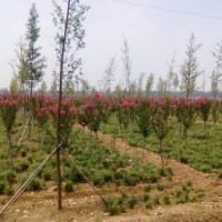 紫薇小苗紅花紫薇紫薇1-5公分