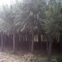 河北饅頭柳 饅頭柳價格 供應(yīng)饅頭柳 饅頭柳基地