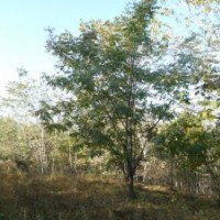 山槐、蒙古櫟、白樺