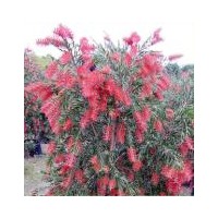 優(yōu)價供天竺桂、紅千層、老人葵