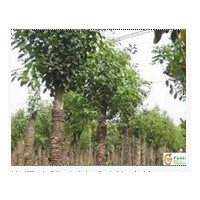 哪里的國槐價(jià)格低規(guī)格全？