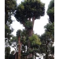 供應各類綠化工程用苗