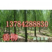 河北垂柳、河北垂柳價(jià)格