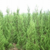 龍柏、灑金柏、蜀檜、北京快、側(cè)柏