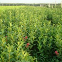 拋售紅王子錦帶100萬.扶芳藤.衛(wèi)矛100萬.火棘100萬.