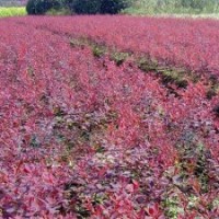 看看紅葉小檗價格