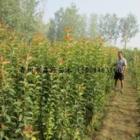 供應(yīng)海棠小苗 西府海棠 北美海棠 海棠接穗 各種規(guī)格海棠