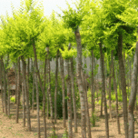 長期供應(yīng)金葉榆，金葉槐，金枝槐，香花槐