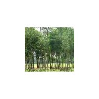 供應(yīng)速生柳，火炬樹綠化苗木