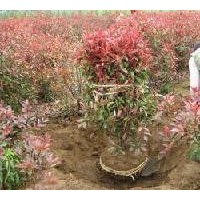 紅葉石楠價格，紅葉石楠球價格，高桿紅葉石楠價格