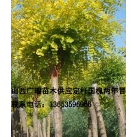 國槐價格、山西國槐、國槐基地、綠化國槐、那賣國槐、大國槐、
