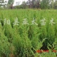 供應(yīng):塔柏，龍柏，蜀檜，北京檜，灑金柏，刺柏，地柏，沙地柏