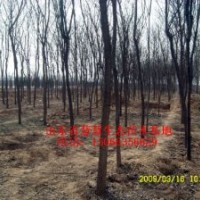 供應(yīng)各種規(guī)格國槐、法桐、白蠟、千頭椿、合歡