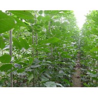 供應(yīng)速生白蠟1..12公分。速生國槐1-4.5公分