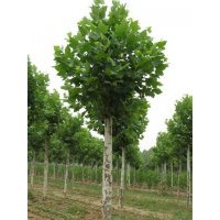 國(guó)槐 合歡 法桐 白蠟