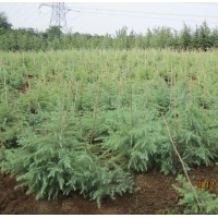 2012年南京雪松籽播小苗最新價格報價