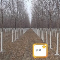 出售1-6公分速生柳，1-7公分青皮垂柳。1-4公分黃皮柳，4-10公分