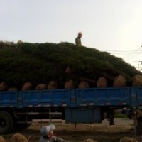 蜀檜基地，基地1米蜀檜價(jià)，旺季2.5米蜀檜價(jià)格