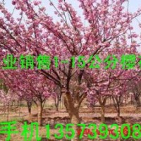 山東臨沂櫻花銷售櫻花供應商