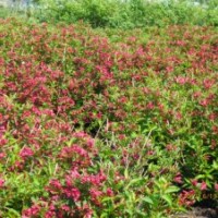 黑龍江哈爾濱出售小葉丁香暴馬丁香三 角 楓 小葉丁香