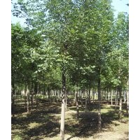 國(guó)槐 8-50公分國(guó)槐 國(guó)槐價(jià)格 國(guó)槐基地