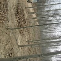 國(guó)槐 山東國(guó)槐 國(guó)槐基地13774978897 國(guó)槐價(jià)格 國(guó)槐小苗