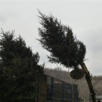 常年低價大量銷售油松,黑松,蒙古櫟,白樺,云杉,五角楓等186033419