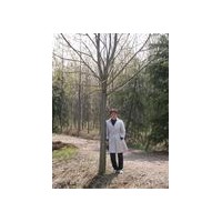 黃連木基地-黃連木價(jià)格-黃連木圖片