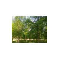 供應(yīng)窄冠楊/千頭椿/107/法桐/國(guó)槐/白蠟/合歡等苗木