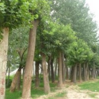 國(guó)槐 國(guó)槐基地 8公分國(guó)槐價(jià)格