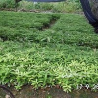 供應(yīng)金絲楠木小苗