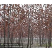 供應(yīng)楊樹、柳樹