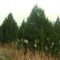 流蘇 蜀儈 核桃苗