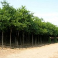 大量出售國槐 2-15公分國槐