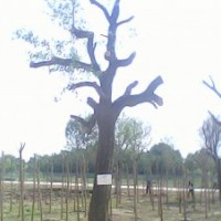 長期供應(yīng)國槐白蠟