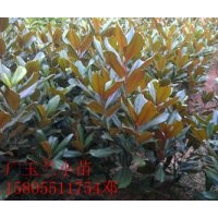 供應(yīng)廣玉蘭小苗，5-10公分廣玉蘭價格