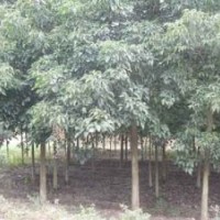 綠化苗木陰香-基地綠化苗木陰香