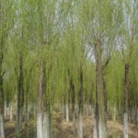 大量現(xiàn)貨供應(yīng)5-50公分30公分柳樹15公分饅頭柳垂柳價格
