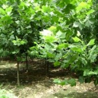 法桐 速生法桐 白蠟 國(guó)槐 北欒 南欒 垂柳