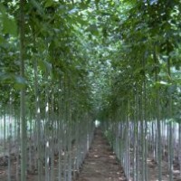 我基地供應(yīng)8公分速生白蠟