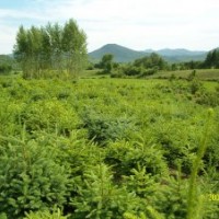 供應(yīng)多倍體萱草，王族海棠苗，云杉，落葉松，白皮松