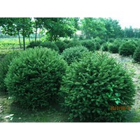 金葉榆造型。紅葉李造型，青扦云杉球造型。