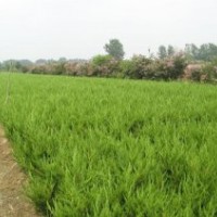 今年苗木便宜了龍柏.鋪地柏.北京檜.蜀檜.側(cè)柏.