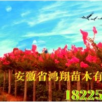 紫薇小苗價(jià)格2公分紫薇5公分紫薇6公分紫薇10公分紫薇價(jià)格