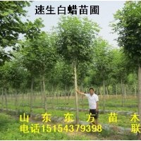 苗圃出售【白蠟-國槐-柳樹】