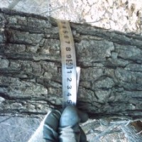 專供山貨5——25公分《北欒 五角楓 白蠟 流蘇 暴馬丁香》